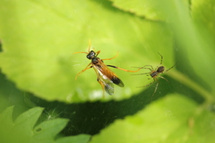 Tenthredo campestris