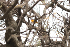 Rauenia bonariensis