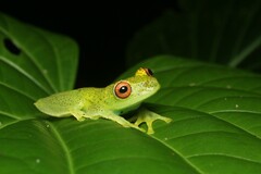 Aplastodiscus eugenioi