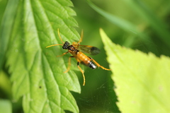 Tenthredo campestris