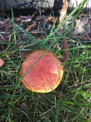 Baorangia bicolor