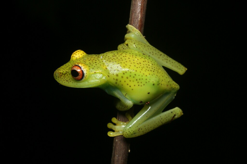 Serra do Mar Canebrake Tree Frog
