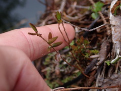 Kalmia microphylla