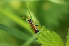 Tenthredo campestris