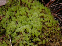 Aulacomnium palustre