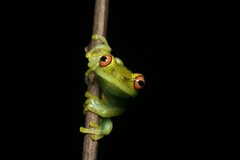 Aplastodiscus eugenioi