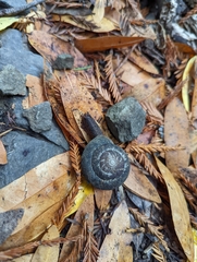 Monadenia infumata