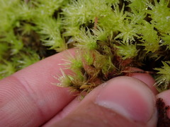 Aulacomnium palustre