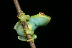 Aplastodiscus eugenioi