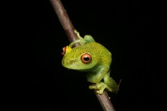 Aplastodiscus eugenioi