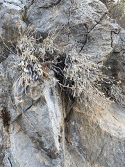 Pentanema verbascifolium