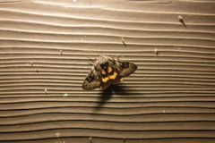 Catocala badia coelebs