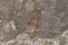 Noctua janthina