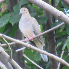 Zenaida macroura carolinensis