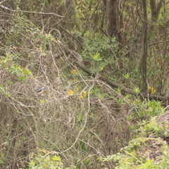 Pipraeidea melanonota