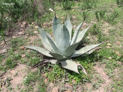 Agave applanata