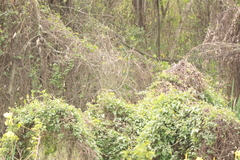 Pipraeidea melanonota