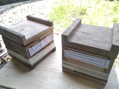 Tetragonisca angustula