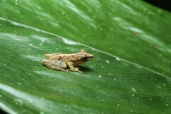 Scinax argyreornatus