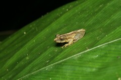 Scinax argyreornatus
