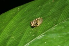 Scinax argyreornatus