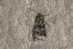Callopistria latreillei