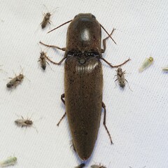 Orthostethus infuscatus