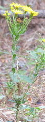 Chrysopsidinae