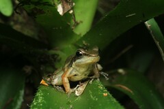Hylodes phyllodes
