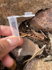 Sceloporus occidentalis