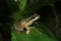 Hylodes phyllodes
