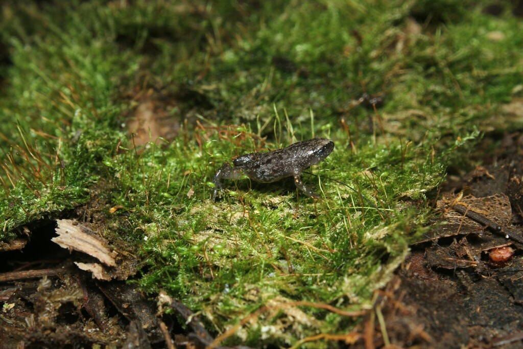 Chiasmocleis lacrimae in July 2022 by Henry Miller Alexandre. Indivíduo