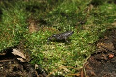 Chiasmocleis lacrimae