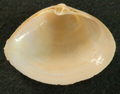 Mactra stultorum