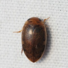 Laccophilus proximus