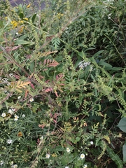 Ambrosia artemisiifolia