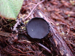 Pseudoplectania nigrella