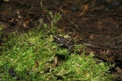 Chiasmocleis lacrimae