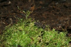 Chiasmocleis lacrimae