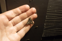 Apantesis williamsii