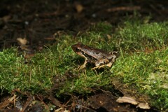 Physalaemus atlanticus