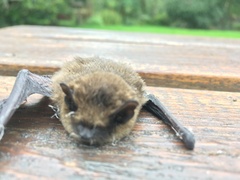 Pipistrellus