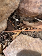 Sceloporus occidentalis