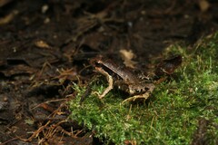 Physalaemus atlanticus