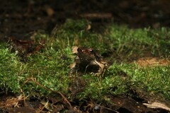 Physalaemus atlanticus