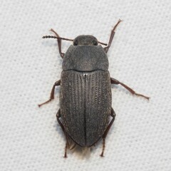Blapstinus