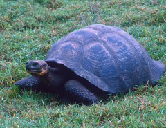 Chelonoidis niger porteri