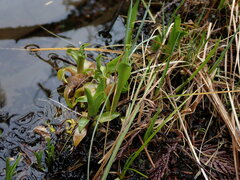 Primula jeffreyi