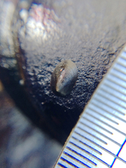 Notoacmea parviconoidea