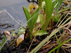 Primula jeffreyi
